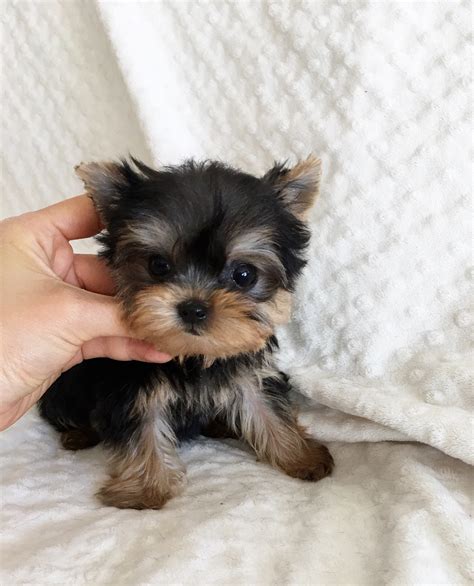 yorkshire terrier for sale los angeles|teacup yorkie female for sale.